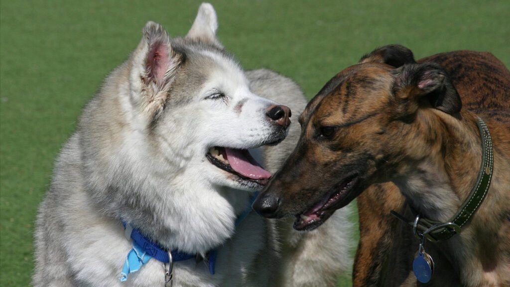 Bentley’s Place: A New Vision for Senior Dog Care