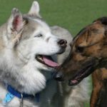 Bentley’s Place: A New Vision for Senior Dog Care