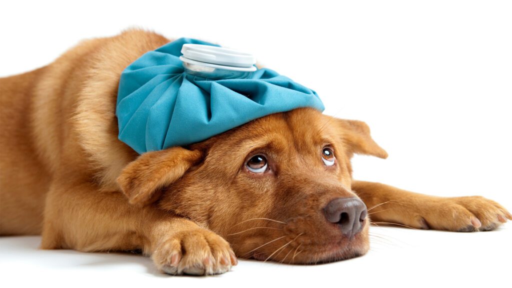 Human Snacks, Pet Nightmares: Foods That Are Safe for Us but Toxic to Pets