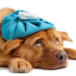 Human Snacks, Pet Nightmares: Foods That Are Safe for Us but Toxic to Pets