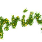 Spring Clean-Ups: Setting the Stage for a Healthy Warrenton Landscape