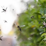 Pro Tips for Managing Mosquitoes