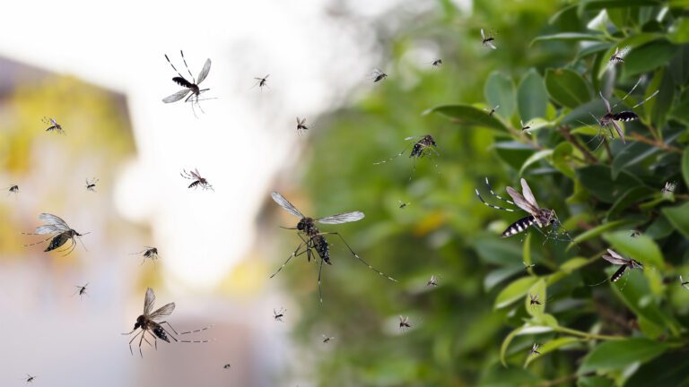 Mosquitoes Arriving Earlier Than Normal in West Stonebridge