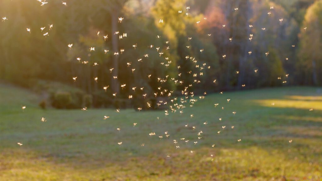 Spring Is Buzzing: The Bugs You’ll Start Seeing Soon