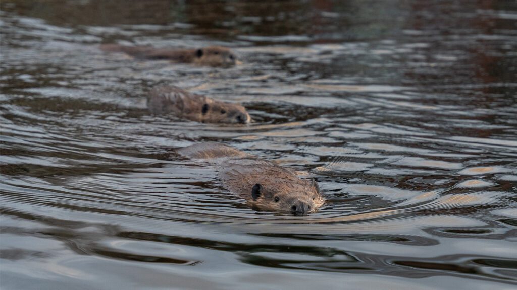Living With Wildlife: New Resource Hub From Swaner Preserve