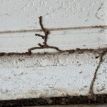 Termite Trouble No More