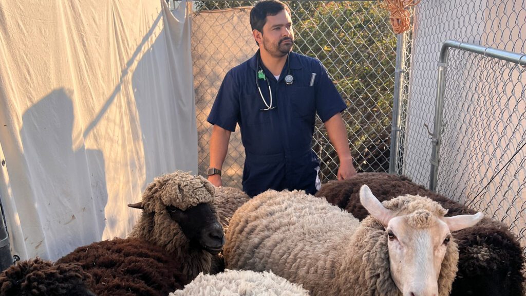 Got Goats? Big on Pigs? Cherish Your Chickens? Poway’s Sunshine Animal Hospital Treats Farm Animals On-Farm and In-Clinic