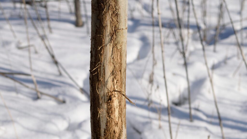 Winterizing Your Trees: The Bartlett Tree Research Laboratories