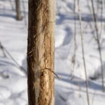 Winterizing Your Trees: The Bartlett Tree Research Laboratories