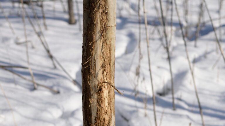 Winterizing Your Trees: The Bartlett Tree Research Laboratories