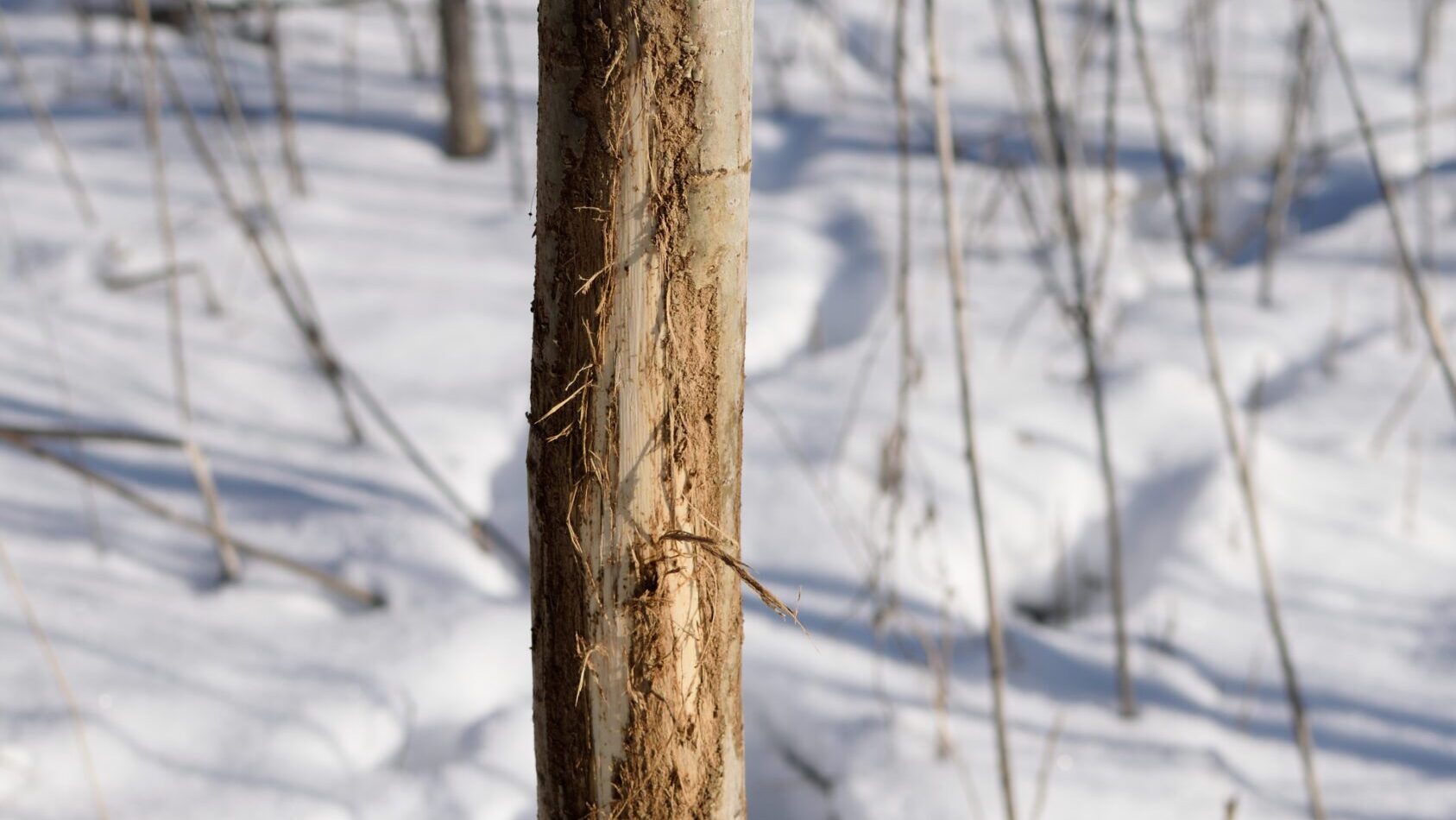 Winterizing Your Trees: The Bartlett Tree Research Laboratories
