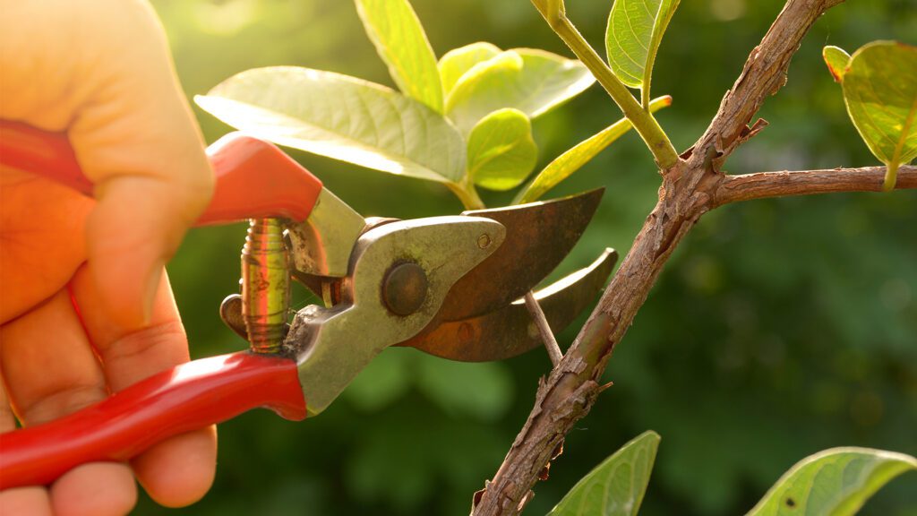 Plant Health Care (PHC): How to Protect Your Trees and Shrubs Before Problems Grow