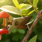 Plant Health Care (PHC): How to Protect Your Trees and Shrubs Before Problems Grow
