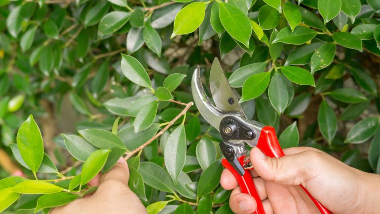 Winter Roots: How to Keep Your Oxford Garden Thriving Until Spring