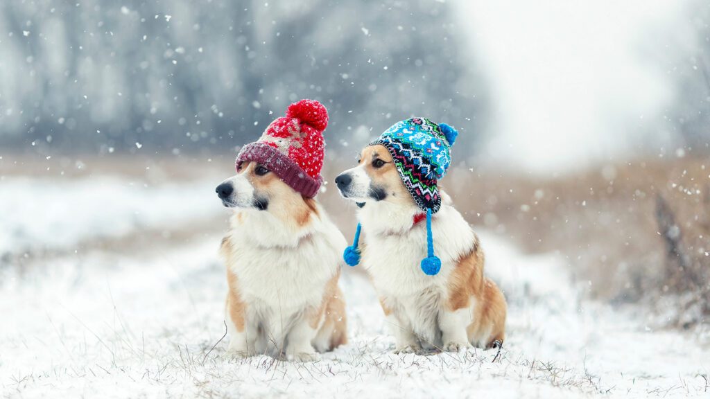 Winter Safety Tips to Keep Your Dog Happy and Healthy