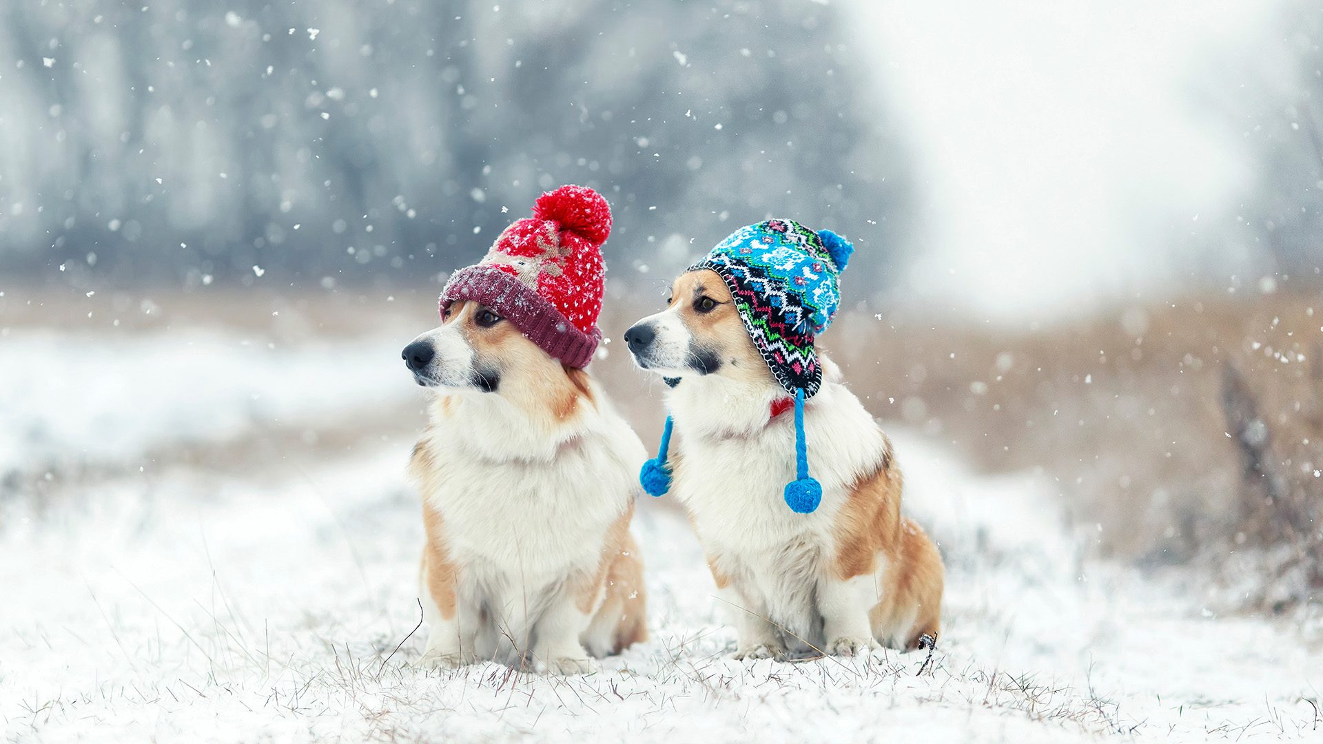 Dogs In February Winter Safety Tips to Keep Your Dog Happy and Healthy