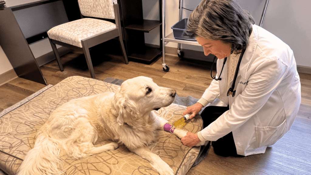 The Power of Vitamin C Therapy in Pets