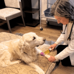 The Power of Vitamin C Therapy in Pets