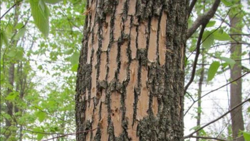 Growing Through Change: Current Minnesota Tree Trends  