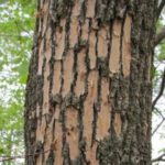 Growing Through Change: Current Minnesota Tree Trends  