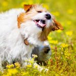 Spring Parasites, Allergies, and Skin Health