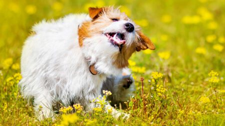 White dog scratching in grassy field