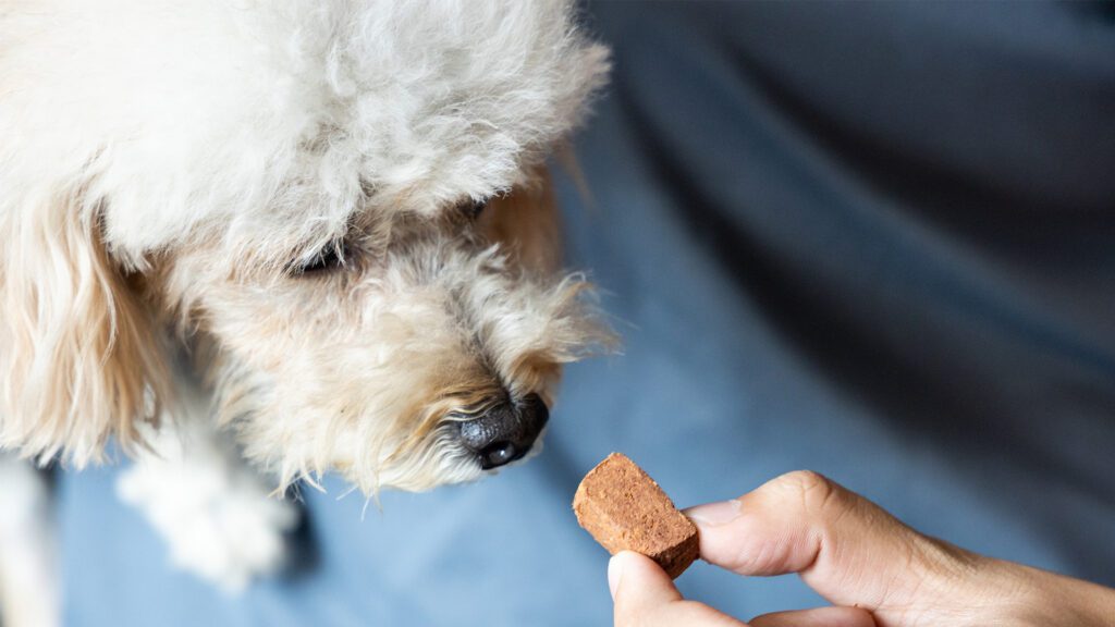 Heartworms, Ticks and More: A Spring Guide to Parasite Prevention