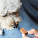 Heartworms, Ticks and More: A Spring Guide to Parasite Prevention