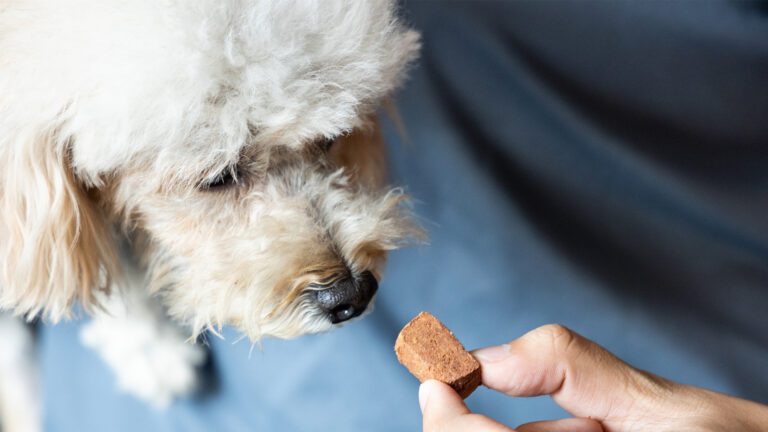 Heartworm Prevention in Dogs and Cats