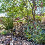 Living With Wildlife in the Sonoran Desert