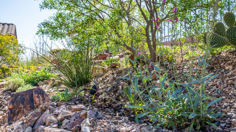 Living With Wildlife in the Sonoran Desert