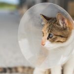 Critical Information on Spaying or Neutering Your Pet