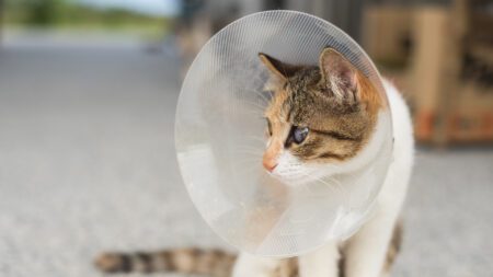 cat with cone