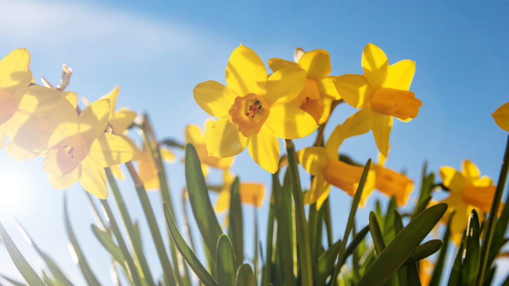 Daffodils Signal the Arrival of Spring
