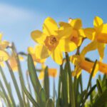 Daffodils Signal the Arrival of Spring