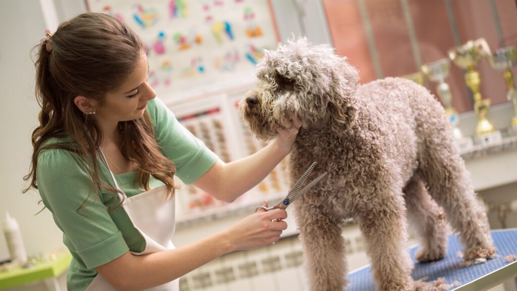 When Love Isn’t Enough: The Hard Truth About Matted Coats