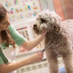 When Love Isn’t Enough: The Hard Truth About Matted Coats