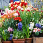 Flowers That Make You Smile: The Simple Joy of Spring Bulbs