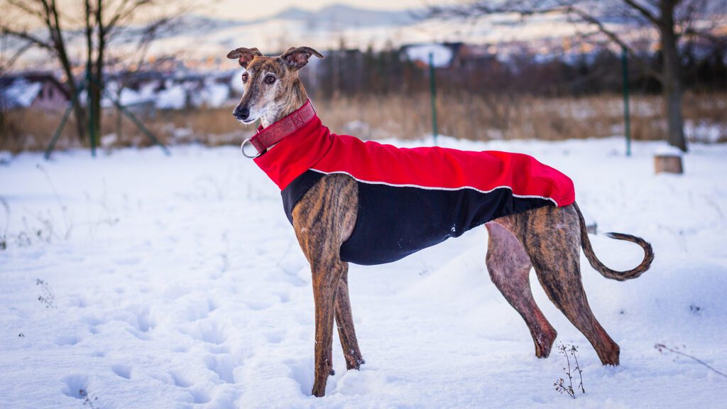 Greyhounds and Galgos: The Gentle Athletes You Never Expected