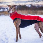 Greyhounds and Galgos: The Gentle Athletes You Never Expected