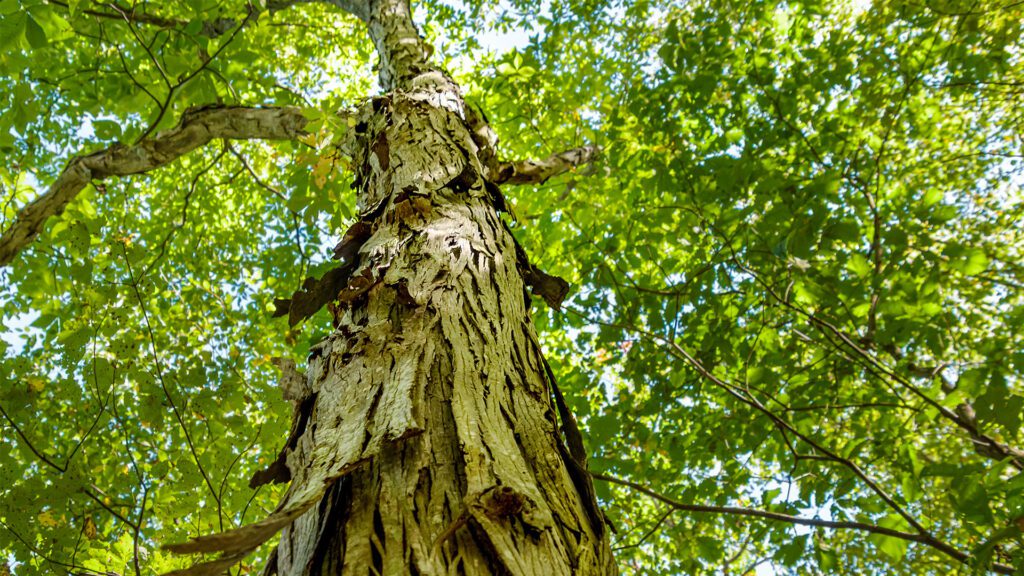 Mature Trees In Our Urban Environment