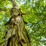 Mature Trees In Our Urban Environment