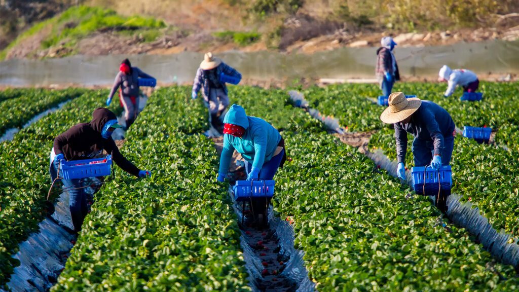 California Farm Labor Force is in Jeopardy