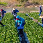 California Farm Labor Force is in Jeopardy