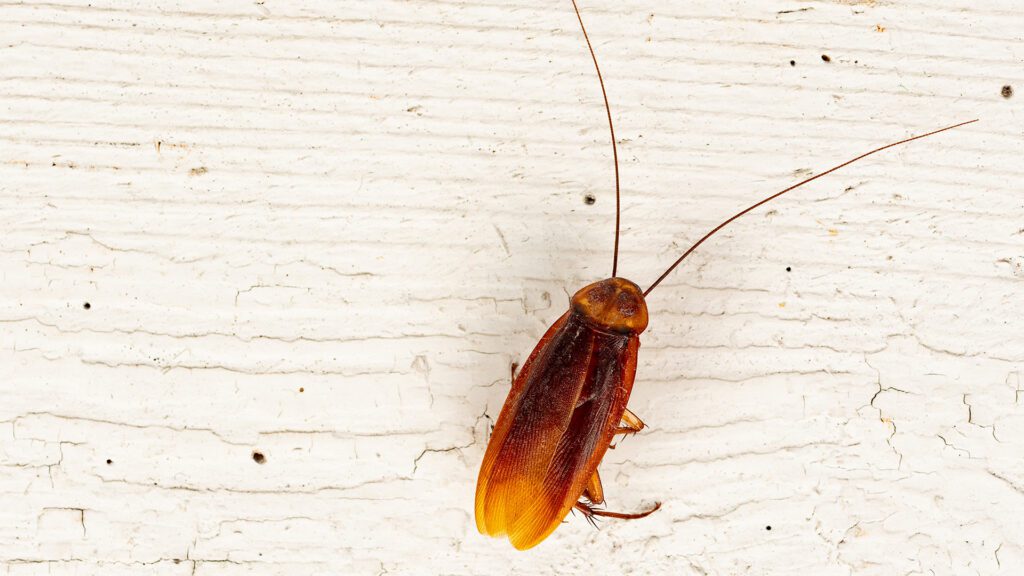 What Attracts Palmetto Bugs to Alabama Homes