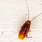 What Attracts Palmetto Bugs to Alabama Homes