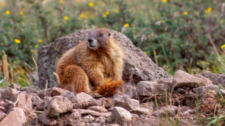 rock chuck marmot