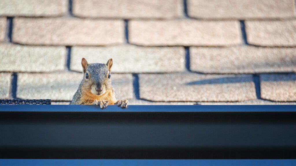 Squirrels in the House: A Small Problem That Can Become a Big One