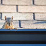 Squirrels in the House: A Small Problem That Can Become a Big One