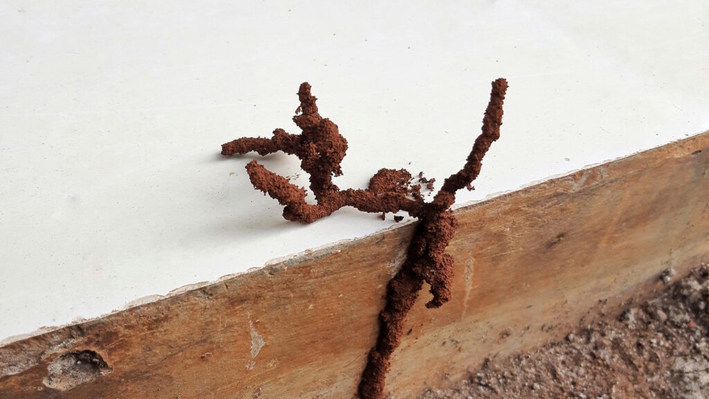 Early Detection of Termites in Cornelius: What Homeowners Need to Know This Spring